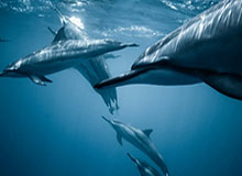 梅西考虑转会更有竞争力联赛，合同到期返欧洲？ESPN曝世界杯前可能变动